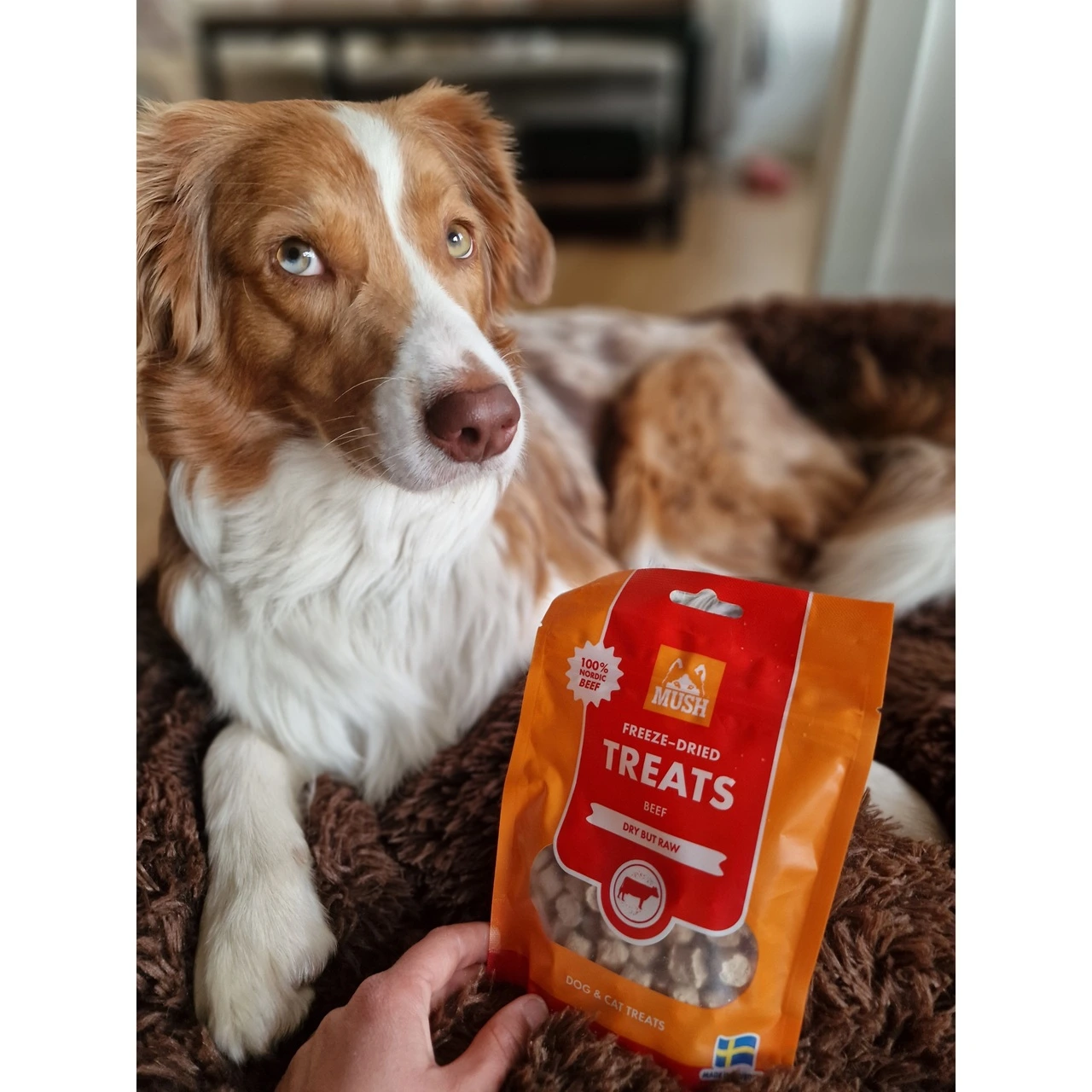 MUSH Treat Lam 55 g - naturlige frysetørrede hundesnacks